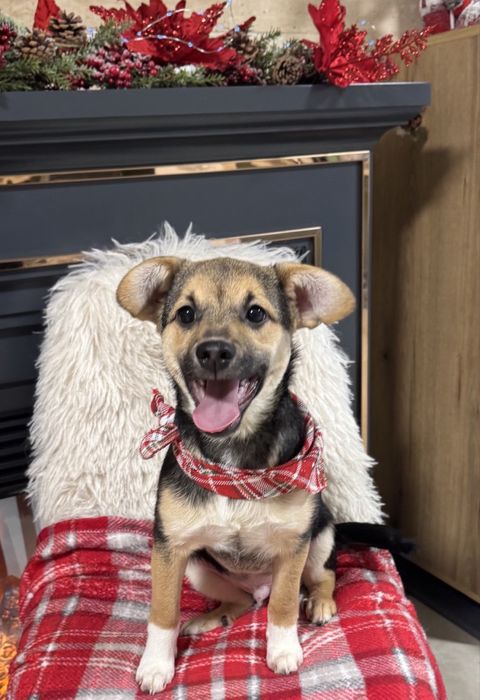 Маленький щенок бесплатно