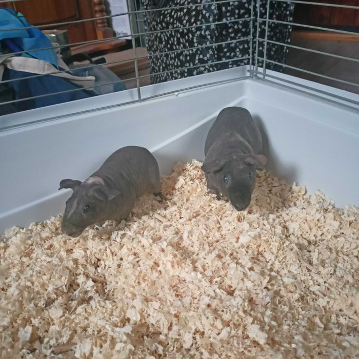 Skinny 2 chłopaki OKAZJA ŚWIĄTECZNA!!!