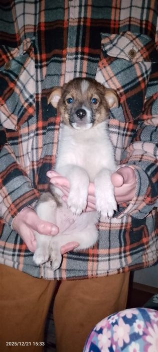 Отдам бесплатно собачат