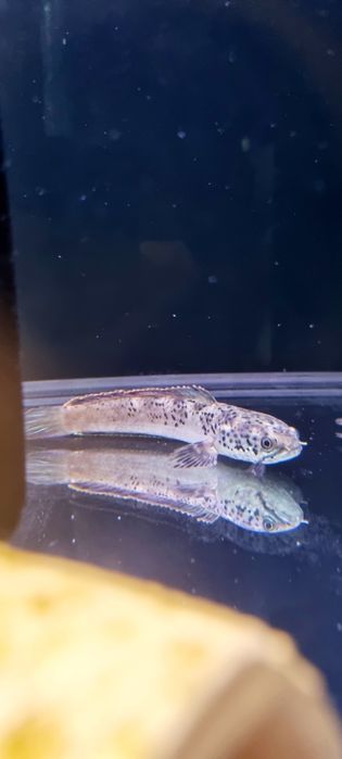 Channa stewartii (Wężogłów)