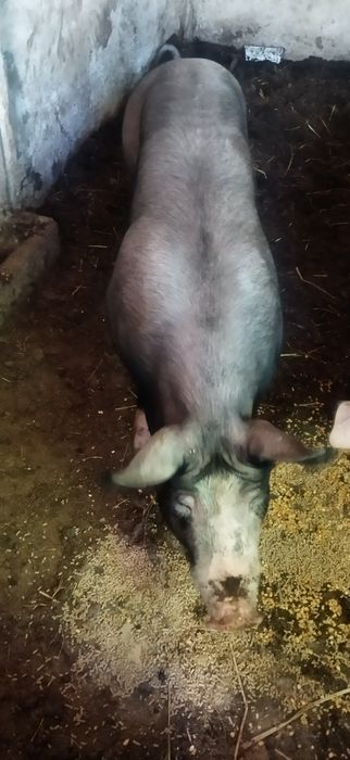 Porca com um ano