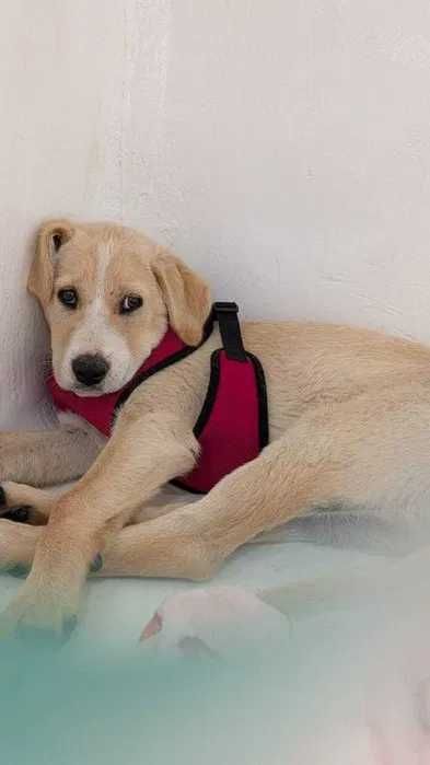 Cão para adoção responsável