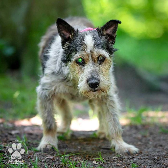Donald szuka domu na jesień życia! OTOZ Animals Ciapkowo
