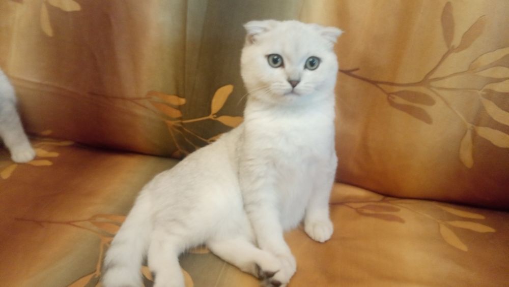 Серебристая шиншилла ( мальчик)