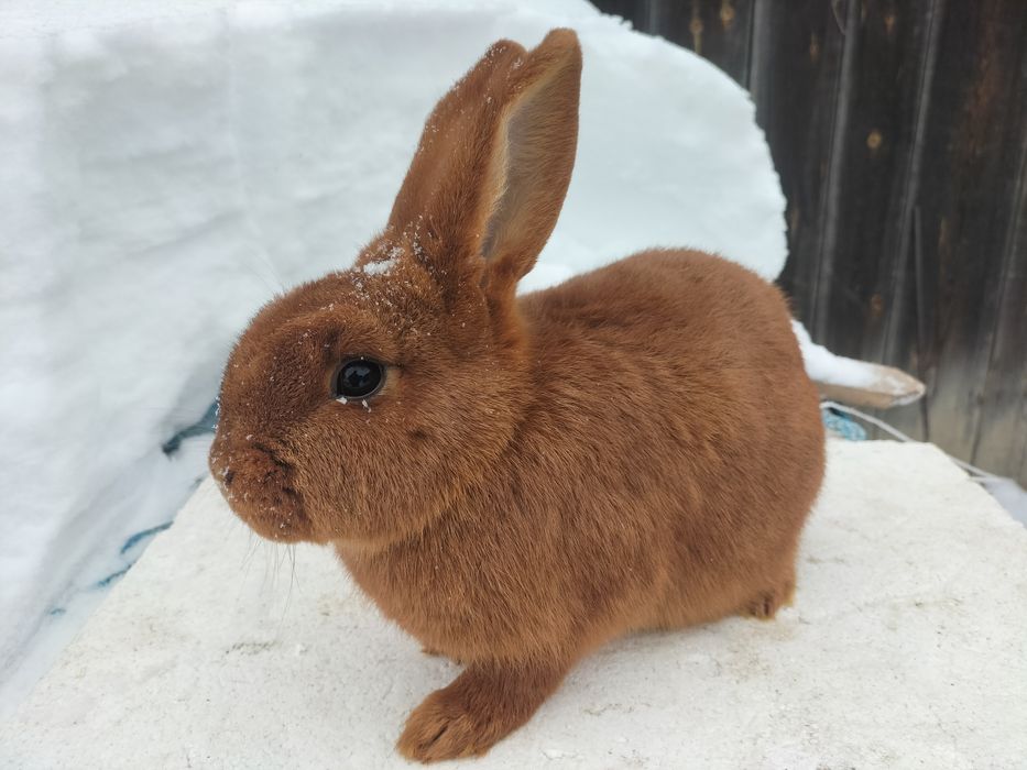 Samica nowozelandzka czerwona