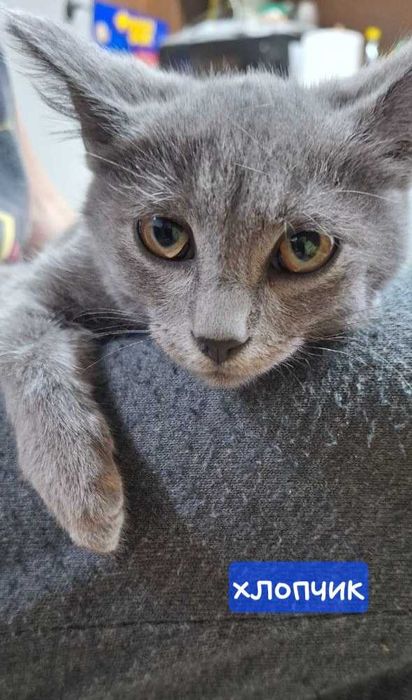Віддам котика в добрі руки