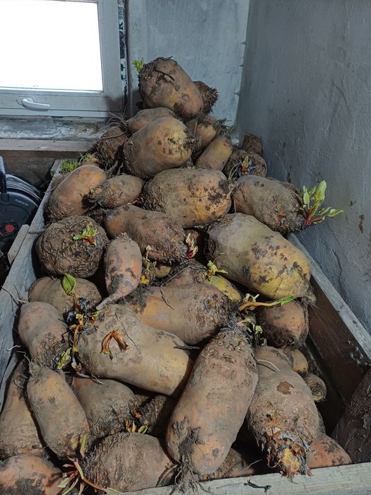 Бурак кормовий .