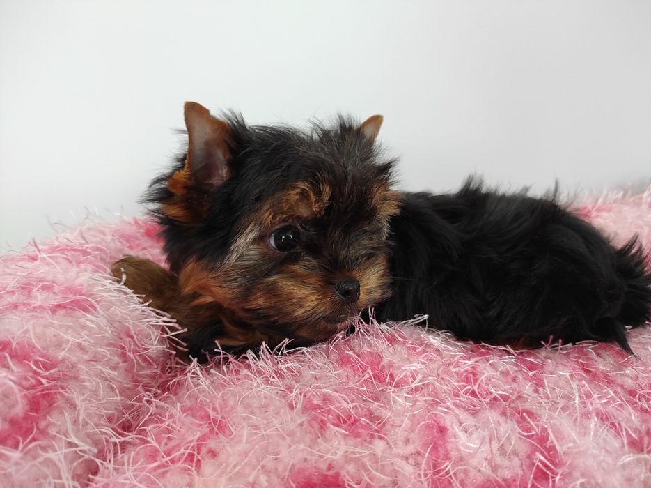 Yorkshire z rodowodem