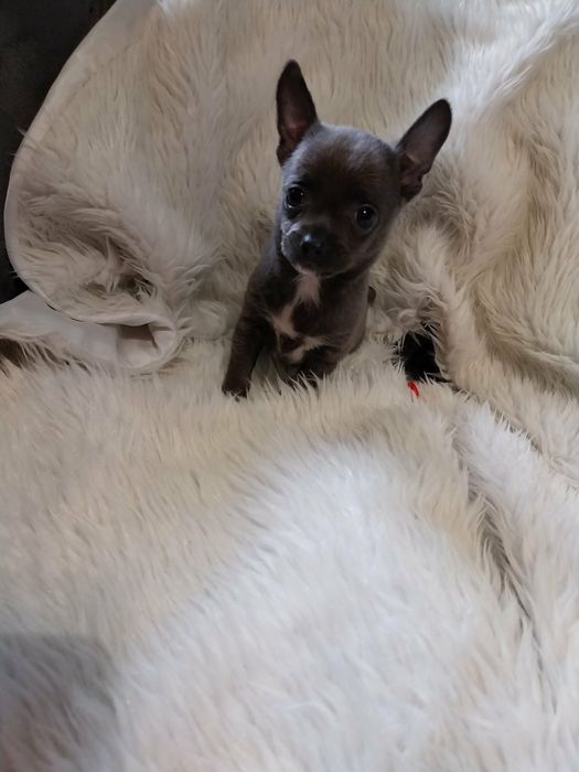 Chihuahua malutki piesek !