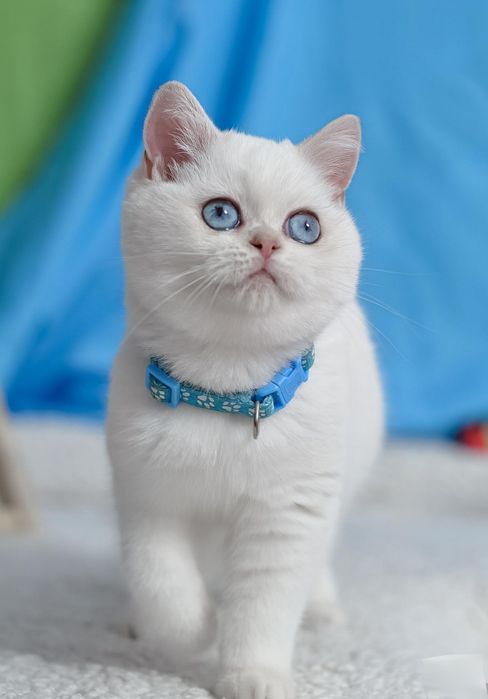 Британські кошенята шншила поінт