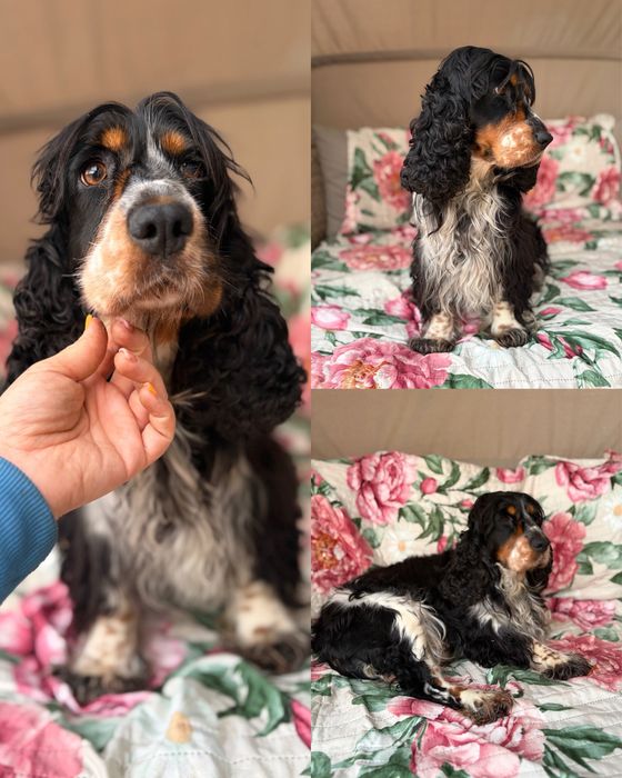 Chlopczyk  cocker spaniel angielski