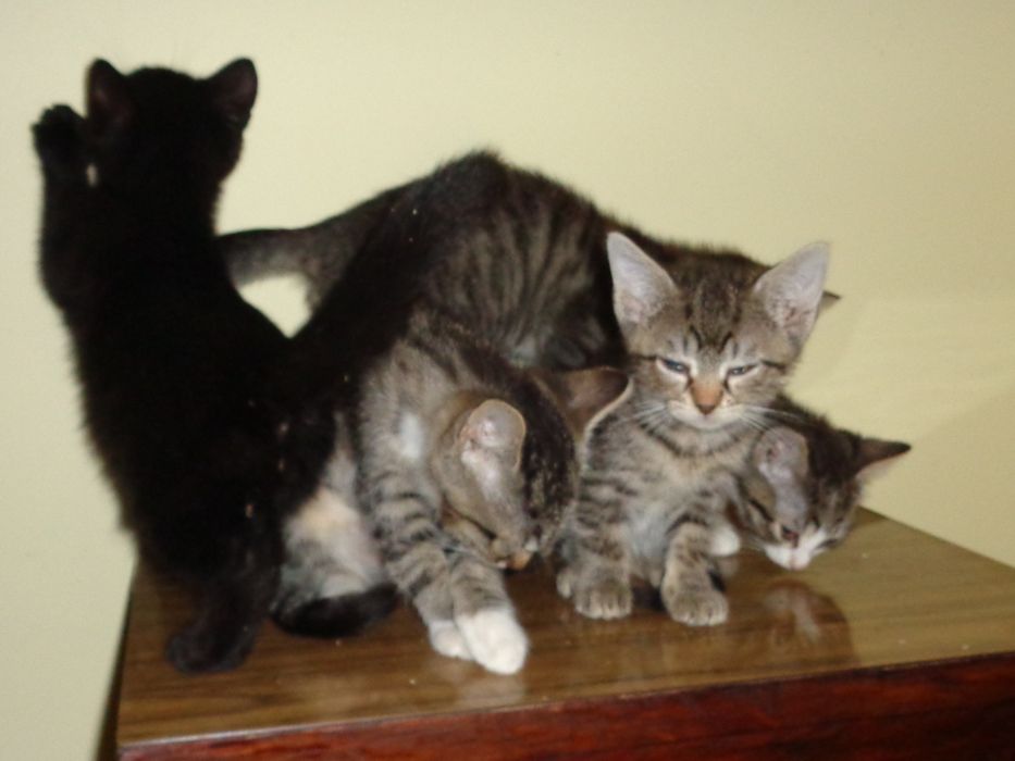Kotki do adopcji