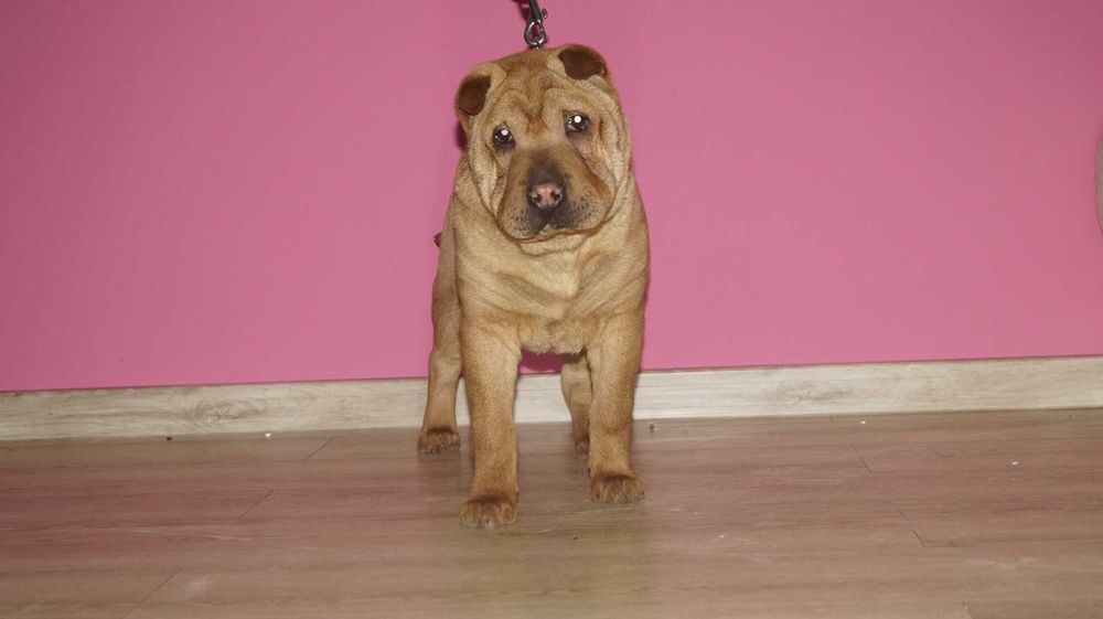 Eva, ruda suczka Shar Pei, z rodowodem,  trzymiesięczna