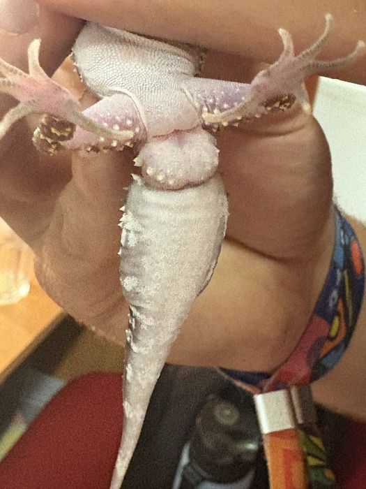 Gekon Underwoodisaurus mili samiec