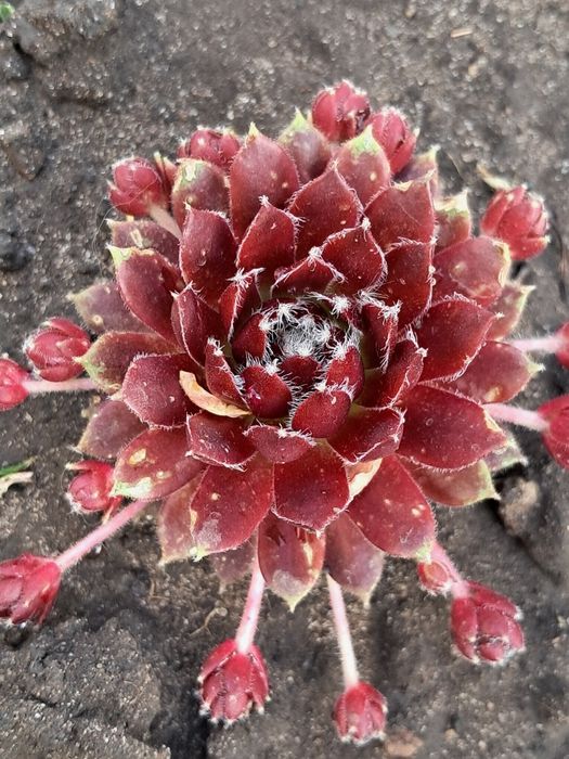 Молодило,або кам'яні Троянди маю велику колекцію.