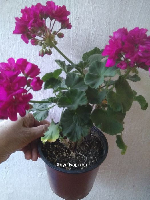 Сортовая пеларгония Династия Даджи и другие: 80 грн. - Комнатные ...