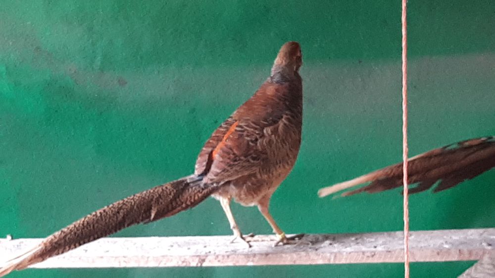 Faisões  ornamentais