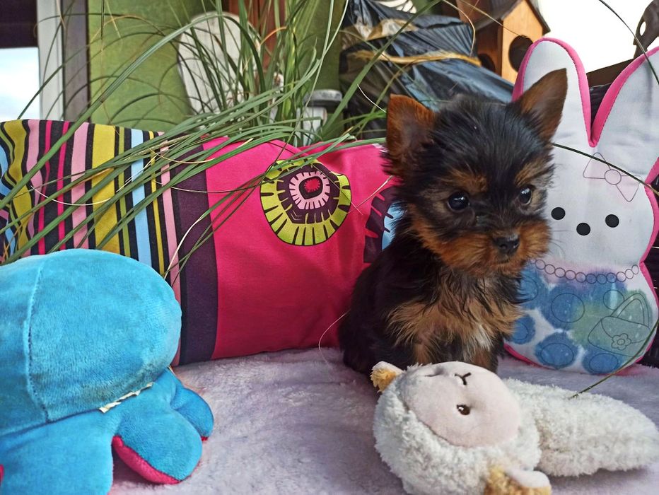 Yorkshire Terrier śliczny piesek