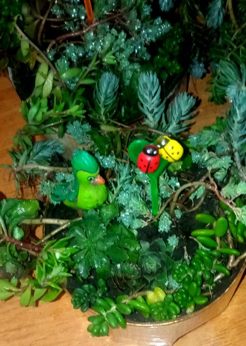 Почвопокровные. Седум. Очиток. Разные.