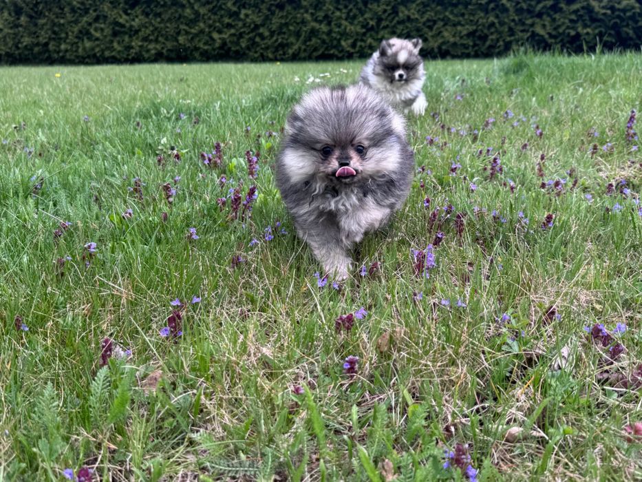 Szpic Miniaturowy SUNIA