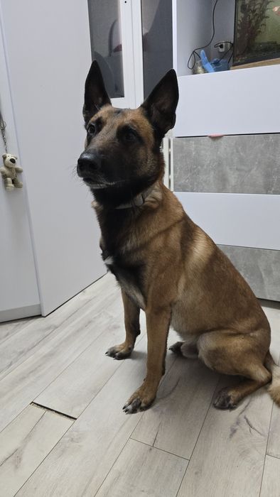 Бельгийская овчарка