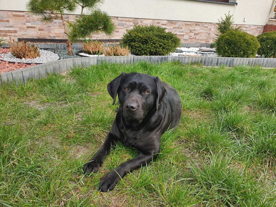 Labrador   piesek z metryka po Championie
