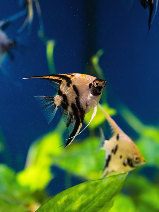 Скалярія золота кої скалярия рибка акваріумна обмін