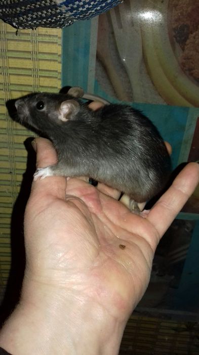 Ручные домашние крысята