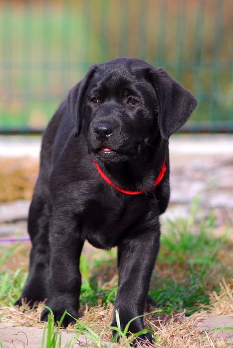 Лабрадор ретривер супер щенки!