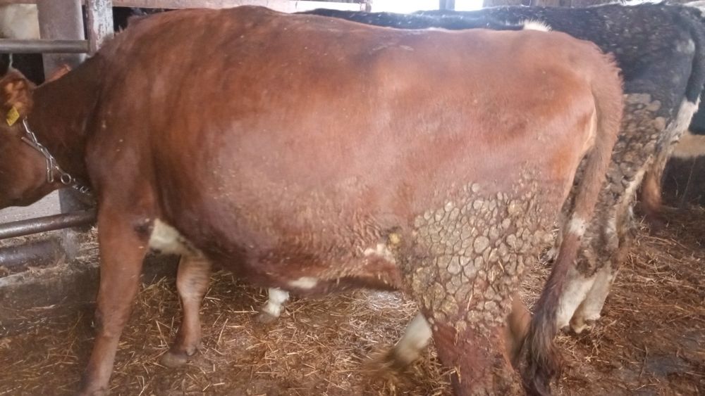 Jałówki wysokocielne.