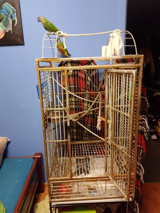 Parka papug senegalki