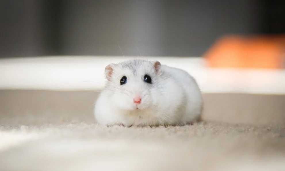 Роскошные джунгарские хомячки, белоснежного окраса, хомячата, хомяки