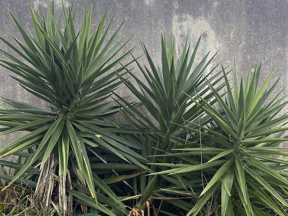 Plantas yucas para jardim