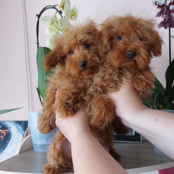 Хлопчики Мальтипу