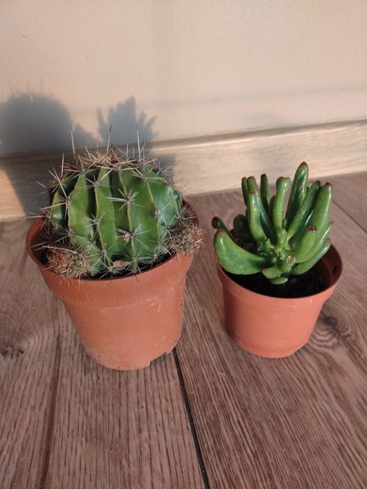 Kaktus echinopsis i grubosz hobbit, dwie rośliny domowe