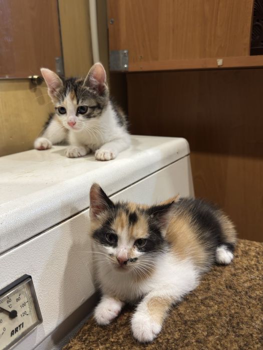 Маленькі муркотики