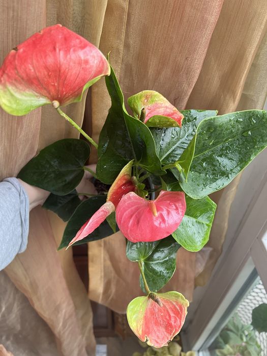 Anthurium Sweet Dreams