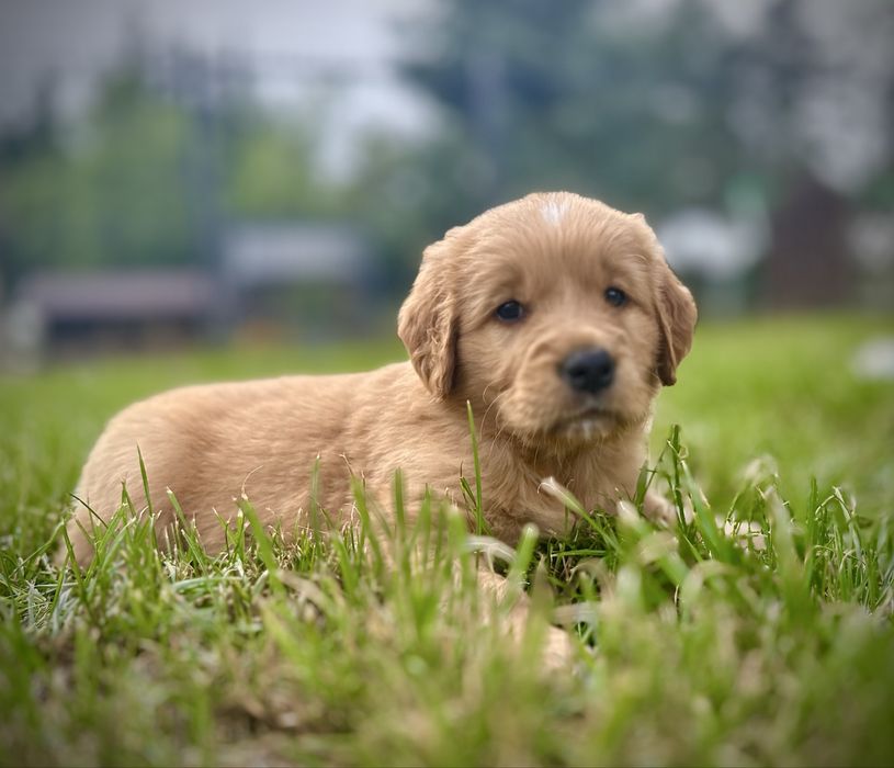 Złota suczka golden retriever do odbioru