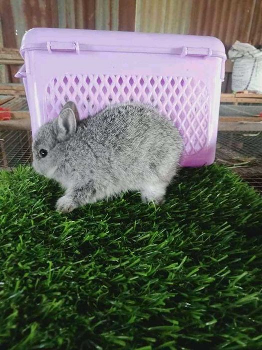 KIT Completo ,Coelhos anões Bebés super dóceis