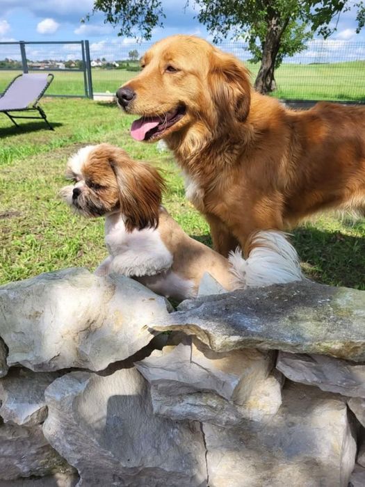 Chłopczyk golden retriever ciemno złote