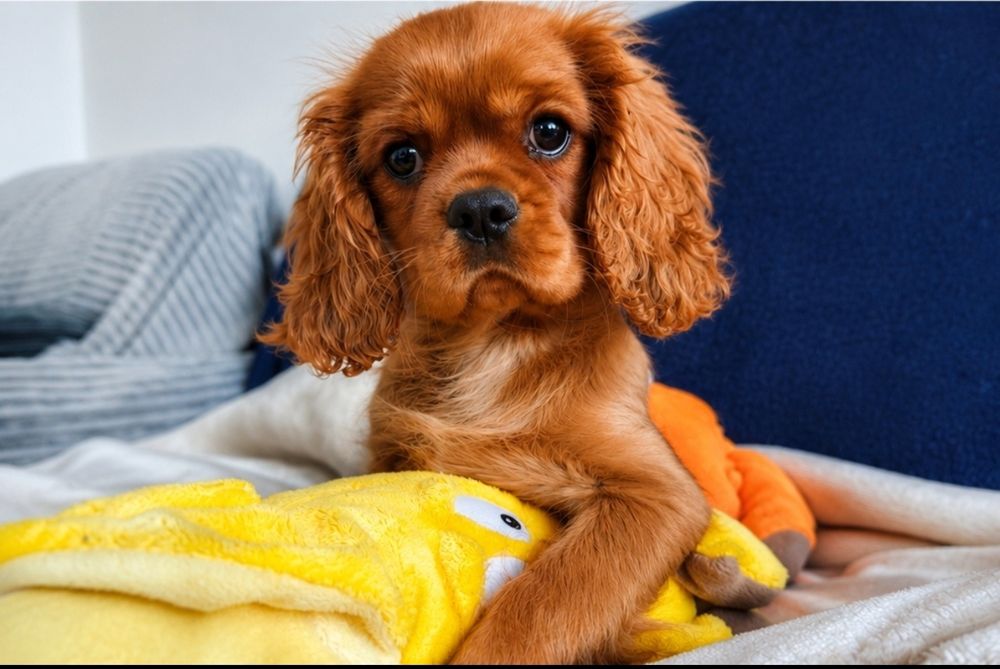 Cavalier King Charles Spaniel