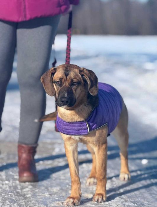 Opuncja - towarzyska sunia szuka domu