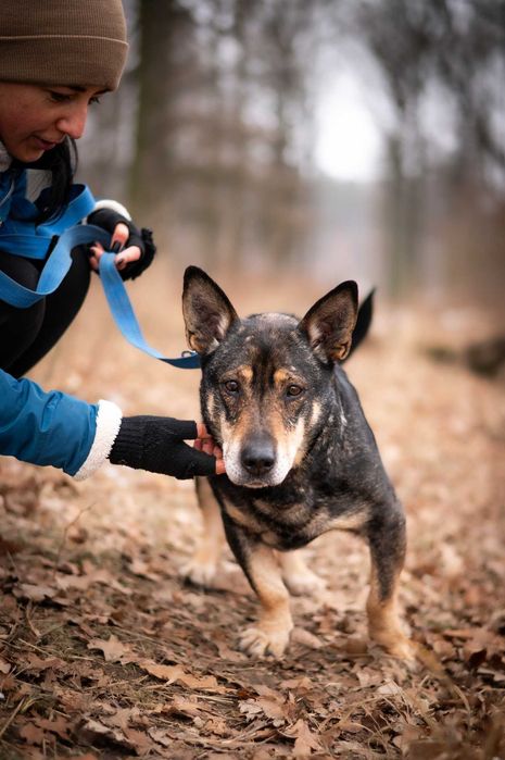 Master-spokojny psiak, stracił opiekuna, trafił do schroniska- adopcja