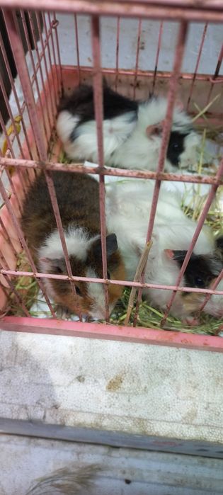 Свинки морские разные