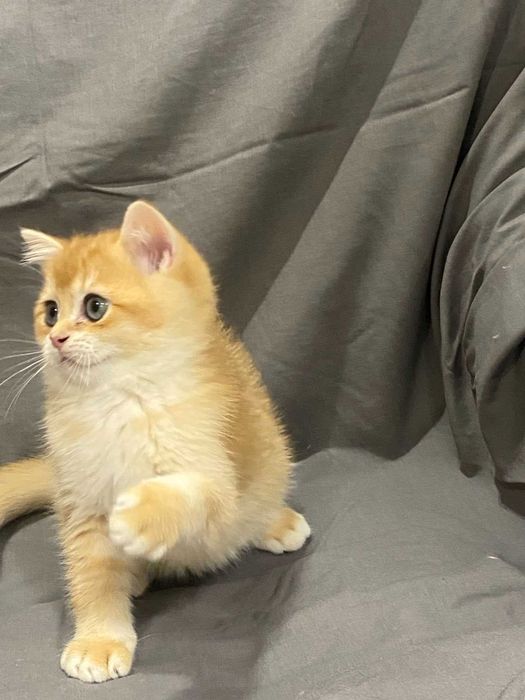 Продам породистих кошенят