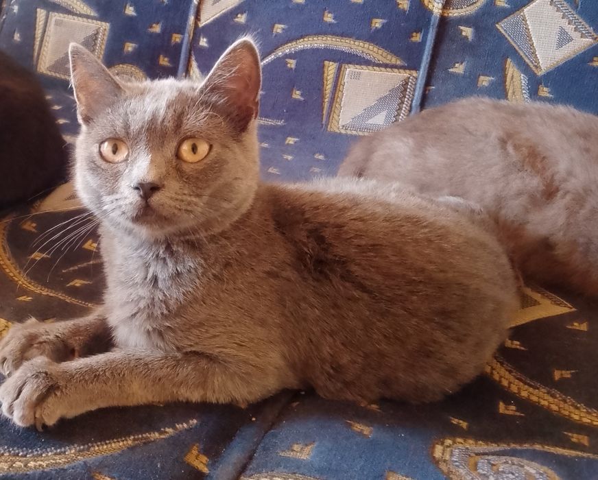 кошечка шотландська