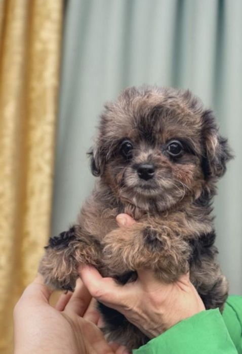 Невероятно очаровательная девочка мальтипу.