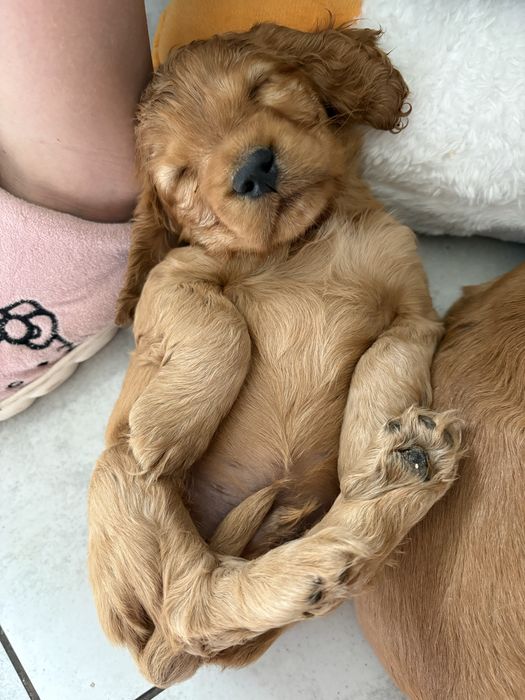 Cocker spaniel angielski piesek ostanie dwa pieski