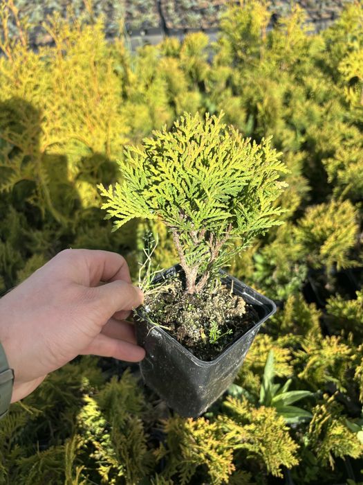 Tuja  Thuja occ. Danica kulka P9. Producent