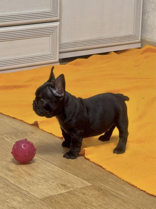 Бульдожки для Вас!